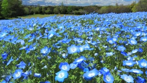 <Web割対象商品>【キングツアーバス旅】色とりどりの花名所♪あしかがフラワーパークふじのはな物語とつつじ&ネモフィラ〔新百合ヶ丘・狛江発〕3